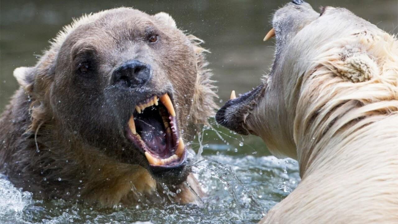 Two Bears Fighting Over A Carcass Is Intense As Hell 1